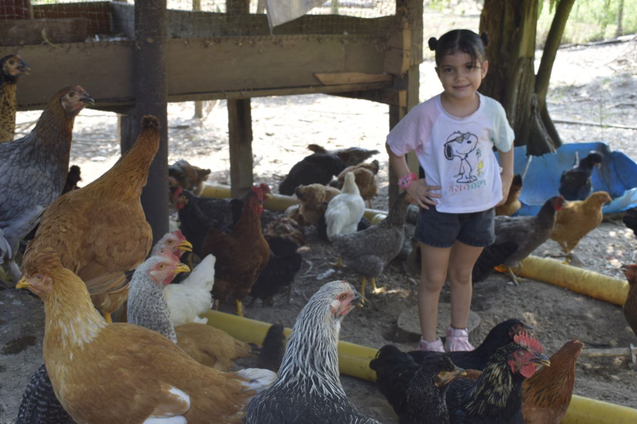 Gallinas criollas en pie 