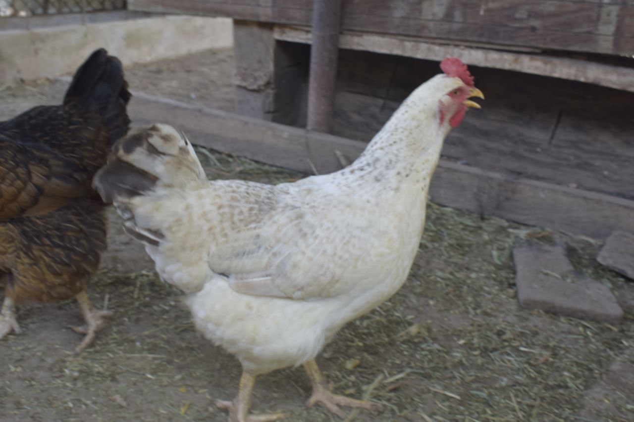 Gallinas criollas en pie 