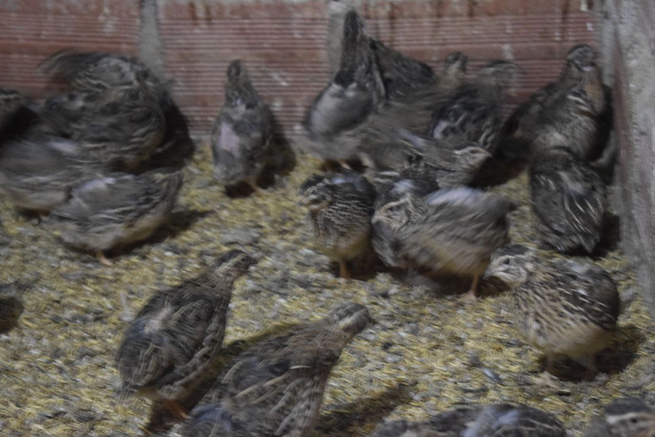 Bandeja de codornices