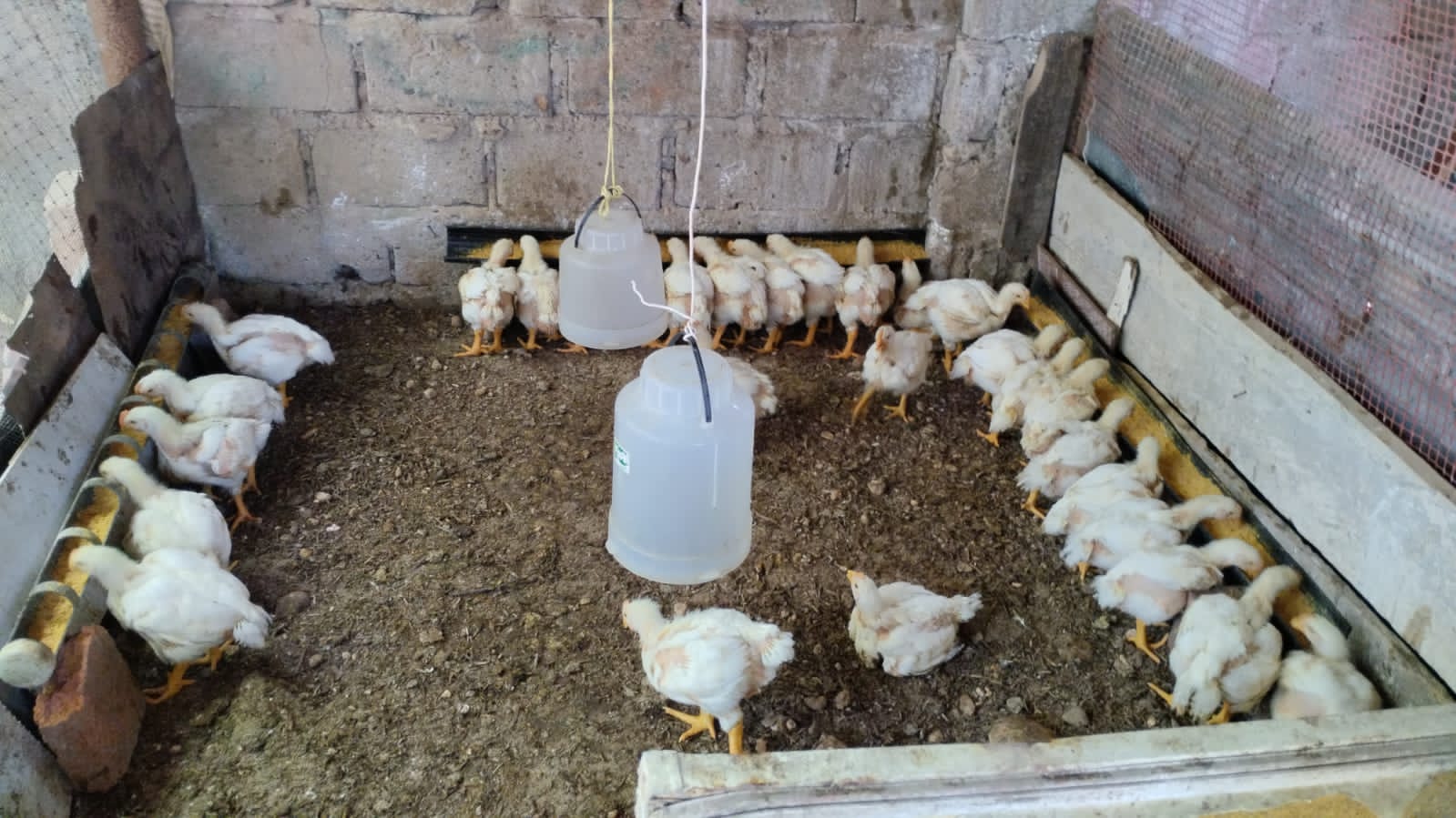 Cría de pollos para engorde